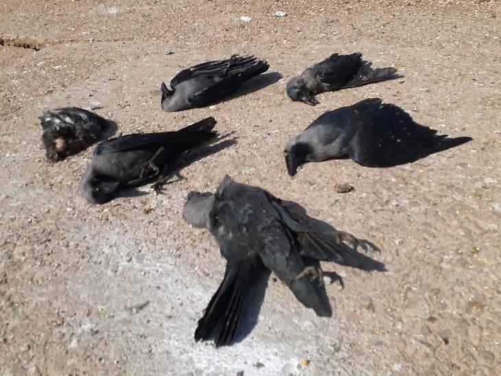 2,950 Birds Found Dead In Rajasthan, Response Teams Set Up - Lokmarg